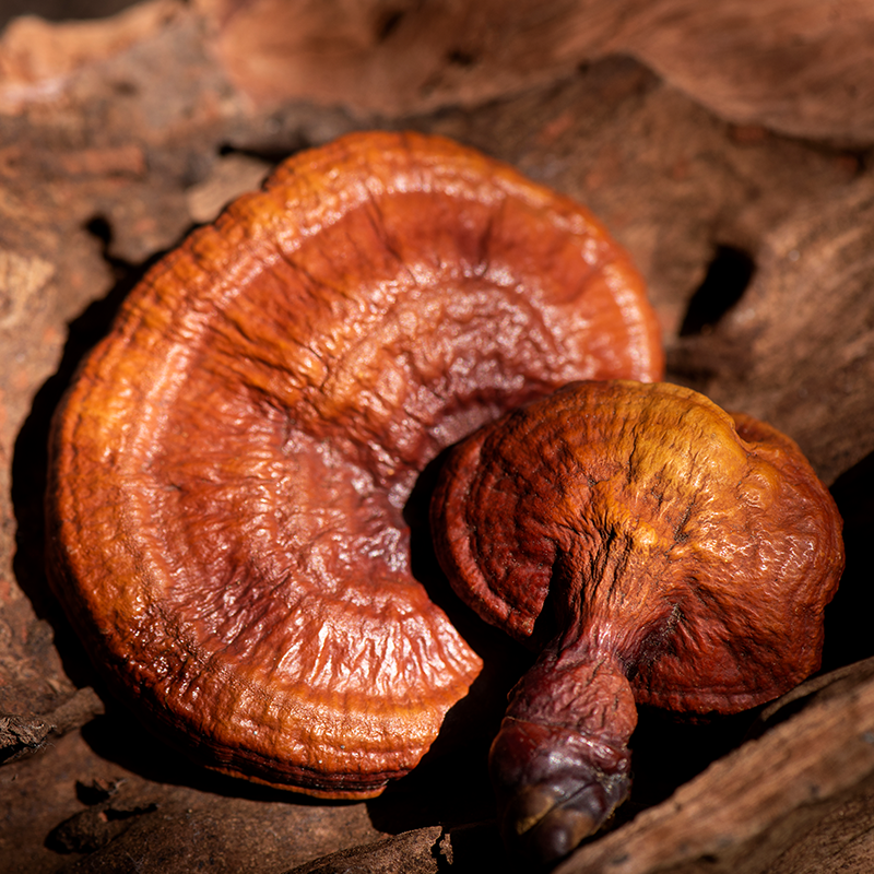 Reishi Mushroom
