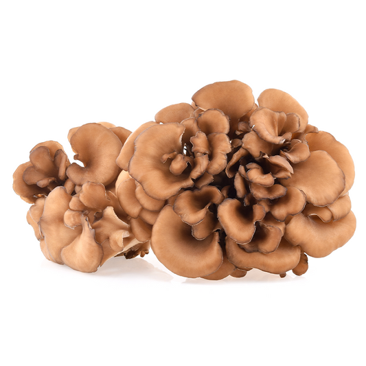 Maitake Mushroom: Unleashing the Power of the Dancing Mushroom