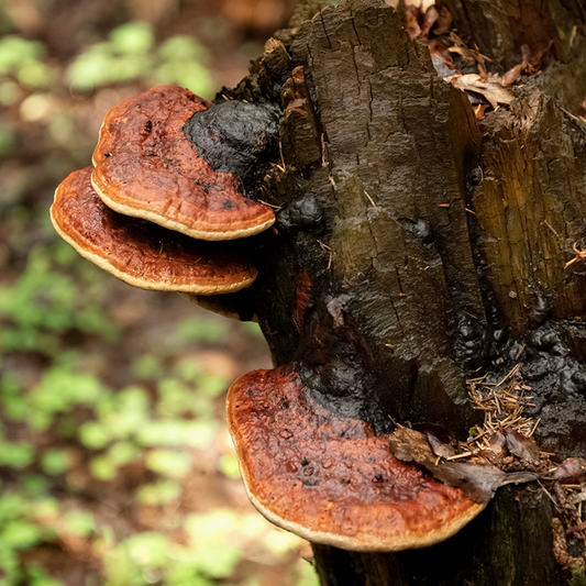 Chaga Mushroom: Exploring the Ancient Medicinal Treasure of the Forest