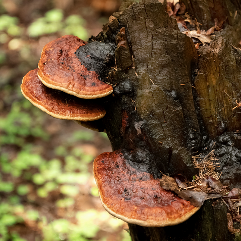 Chaga Mushroom: Exploring the Ancient Medicinal Treasure of the Forest